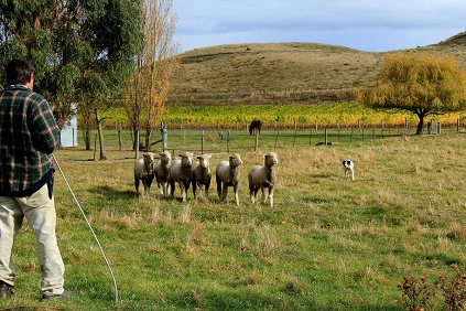 Farmer Herding Sheep